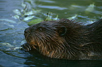 American beaver {Castor canadensis} head profile, Grand Teton NP, USA