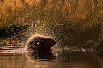 American beaver shaking off water (Castor canadensis) Grand Teton NP, USA