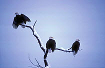 American bald eagles on perch (Haliaeetus leucocephalus) Alask