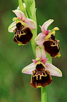 Late spider orchid flower, Belgium