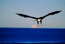 Bald eagle in flight against blue sky, Alaska