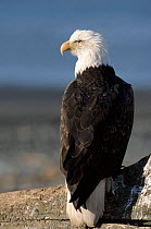 Bald eagle portrait. Alaska, USA