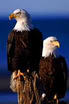 Bald eagles. Alaska, USA