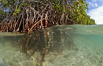 Oyster encrusted mangrove roots, split level(Rhizophoraceae)  Florida Everglades, USA
