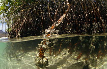 Oyster encrusted mangrove roots, split level.(Rhizophoraceae) Florida Everglades, USA