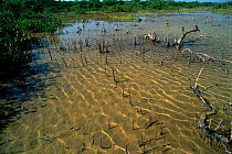 Air roots of mangrove trees, Everglades, Florida, USA
