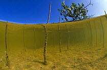 Mangrove tree and air roots split level (Rhizophoraceae) Florida Everglades, USA