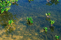 Mangrove tree (Rhizophoraceae) saplings in seagrass bed. Everglades USA Florida