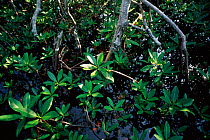 Mangrove (Rhizophoraceae) Everglades Florida USA