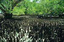 Mangrove roots (Rhizophoraceae) Sulawesi Indonesia