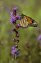 Monarch butterfly {Danaus plexippus} resting on Rough blazing star, Illinois, USA