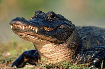American alligator portrait, Florida, USA