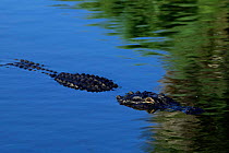 American alligator at water surface, Florida, USA (Alligator mississippiensis)  captive