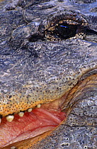 Close up of American alligator face (Alligator mississippiensis) Pennsylvania, USA