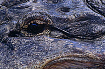 Close up of American alligator eye (Alligator mississippiensis) Pennsylvania, USA