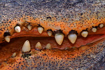 American alligator (A. mississippiensis) teeth. C. PY, USA. Pennsylvania