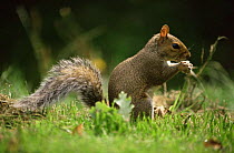Grey squirrel (Sciurus carolinensis) feeding, Bristol, UK.