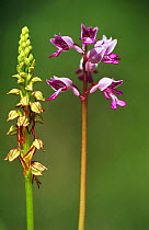 Man orchid (Orchis anthropophora) right, and Military orchid (Orchis militaris} Belgium
