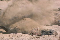 Northern elephant seal (Mirounga angustirostris) throwing sand. CA, USA Ano Neuvo, California.