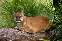Florida panther / Puma {Felis concolor} on tree trunk, captive, Florida, USA