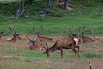 Red deer stags (Cervus elaphus) Scotland.