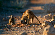 Suricate / Meerkat "helper" digs for food for young {Suricata suricata} Kalahari Gemsbok NP, South Africa