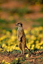 Suricate (meerkat) {Suricata suricatta} on guard in flowering 'little devils' {Tribulus terrestris}. S Africa Kalahari >>> Gemsbok NP