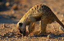 Meerkat 'helper' (Suricata suricata) digging for food to feed young, Kalahari Gemsbok NP, Kalahari desert, South Africa