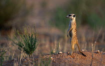 Meerkat {Suricata suricatta} on guard next to burrow, Kalahari Gemsbok NP, South Africa
