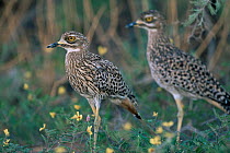 Nocturnal spotted stone curlews / Cape dikkop {Burhinus capensis} resting during day, Kalahari, Gemsbok NP, South Africa.