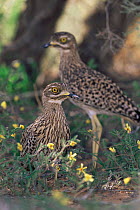 Nocturnal spotted stone curlews {Burhinus capensis} resting during day,Gemsbok NP, South Africa, Kalahari.