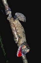Leaf Tailed gecko exhibiting threat display (Uroplatus fimbriatus) Madagascar