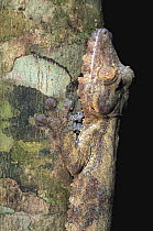 Leaf Tailed gecko camouflaged against tree bark (Uroplatus fimbriatus) Madagascar
