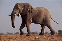 African elephant walking. Etosha National Park, Namibia