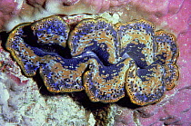 Close up of Giant clam mantle (Tridacna sp) Fiji