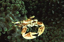 Anemone crab (Neopetrolisthes ohshimai) Indonesia