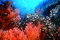 Glassy sweepers with soft coral. Papua New Guinea