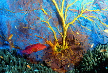 Coral hind fish with sea fan on coral reef, Papua New Guinea