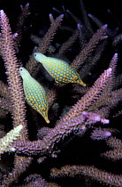 Longnose filefish feed on coral (Oxymonacanthus longirostris) Fiji.