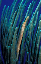 Caribbean trumpetfish in coral. (Aulostomus maculatus) Cayman Is