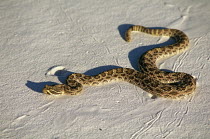 Sidewinder rattlesnake crossing sand (Crotalus cerastes) New Mexico, USA