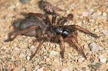 Trapdoor spider (Ctenizidae) Spain