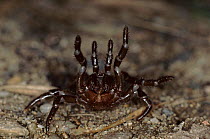 Trapdoor spider. Sardinia, Italy
