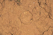 Camouflaged trapdoor spider trap closed Ctenizidae) Spain