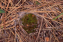 Camouflaged trapdoor spider trap (Ctenizidae) Spain