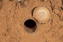 Camouflaged trapdoor spider trap open (Ctenizidae) Spain