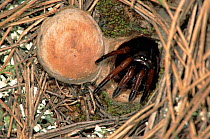Trapdoor spider emerging from its den; note 'door' pushed to one side, Spain.