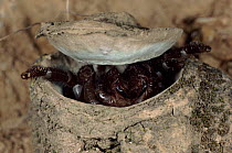 Trapdoor spider emerging from its den, Sardinia