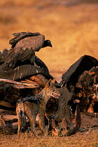 Black backed jackal (Canis mesomelas) and vulture at elephant carcass, Savuti, Botswana