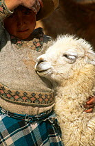 Local indian child with Llama (Lama glama) Cusco, Peru.